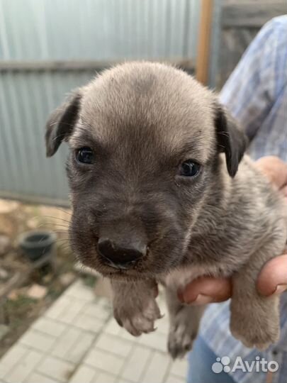 Собака в добрые руки отдам бесплатно