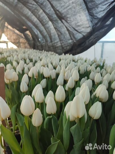 Луковицы тюльпанов