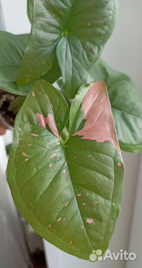 Сингониумы