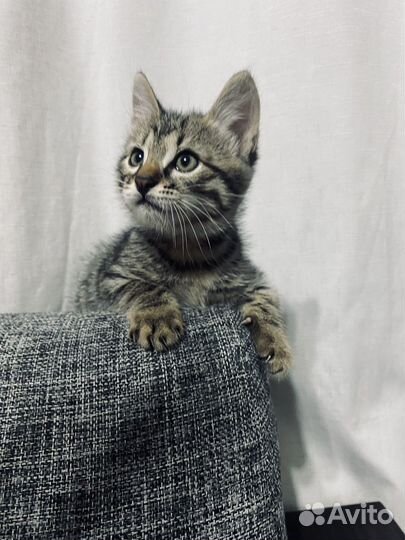 Котики 1,5 месяца
