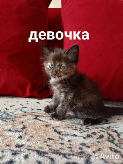 Котята