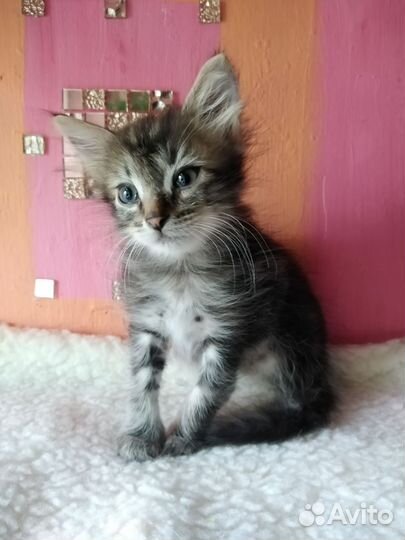 Котёнок Пушок, 3 мес