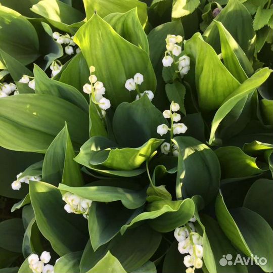 Ландыш садовый