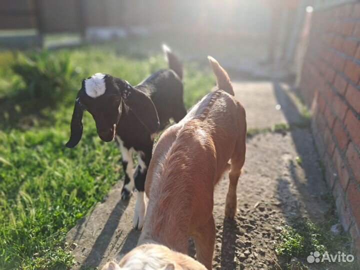 Англо-нубийские козлята