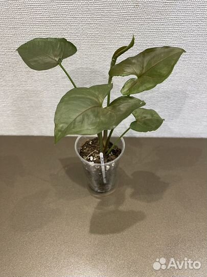 Сингониумы