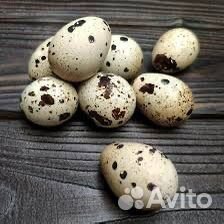 Перепела яйцо