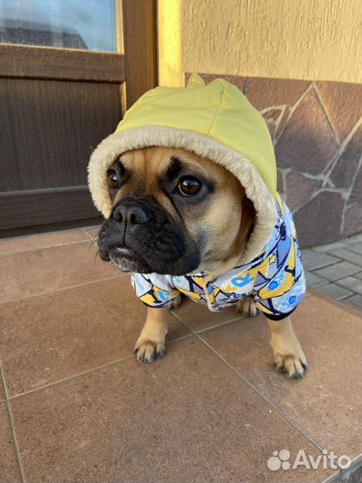 Комбинезон для собаки