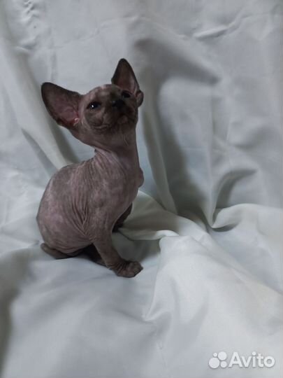 Канадский сфинкс