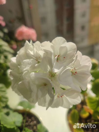 Пеларгония герань