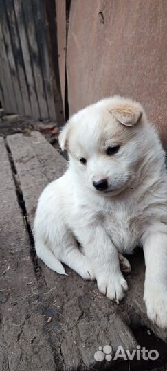 Отдам щенков в добрые руки бесплатно