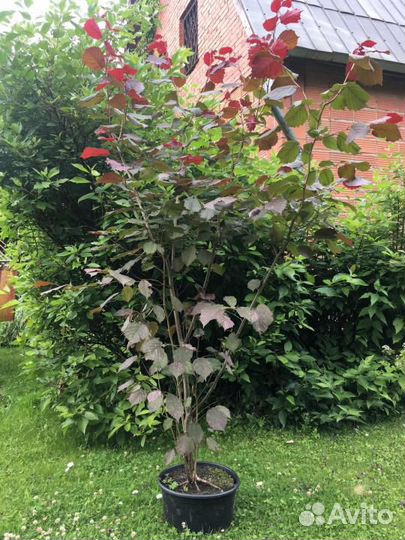 Фундук красный орех, дуб, клён, грецкий орех