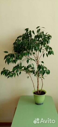 Фикус бенджамина