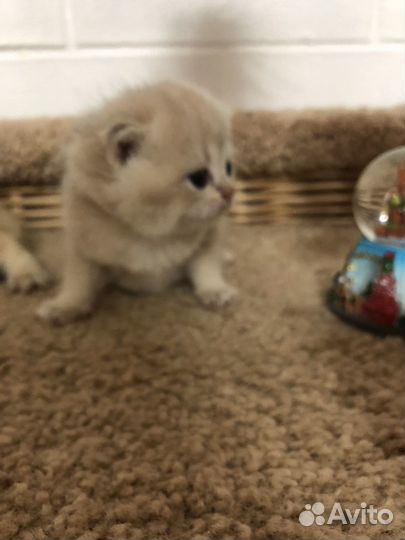 Шотландские котята