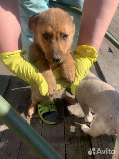 Щенки маленькой дворняжки