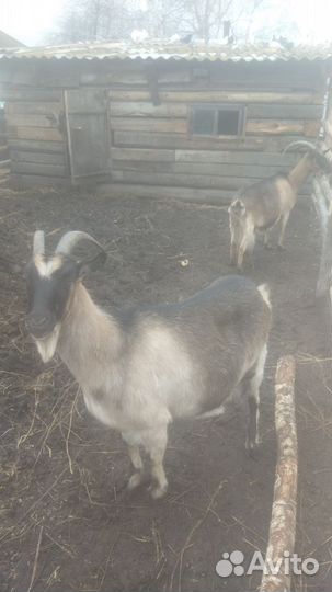 Дойные козы