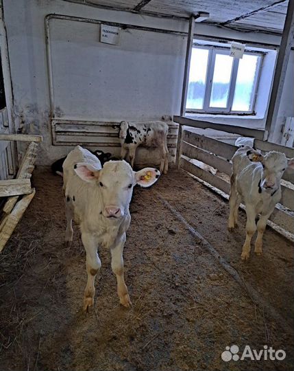 Телята мясной породы бычки