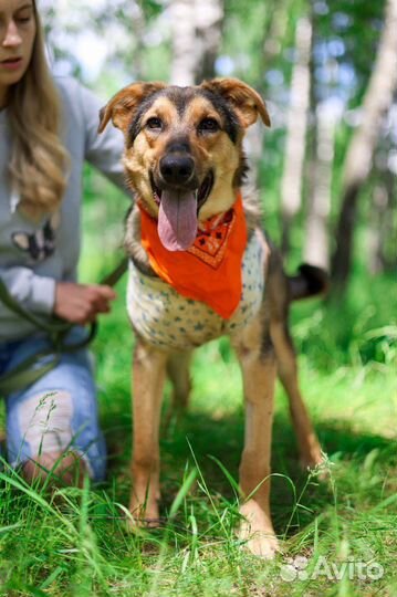 Собака малышка Флора ищет семью щенок