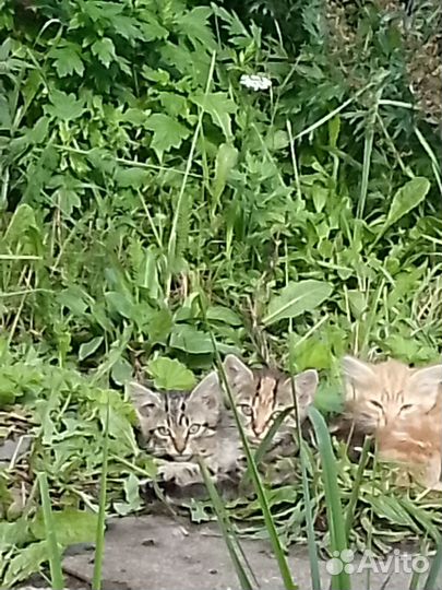 Котята в добрые руки
