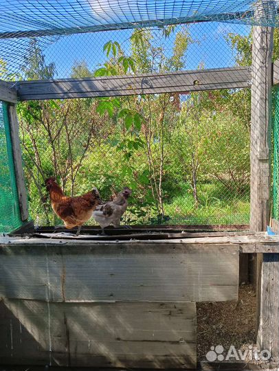 Молодые петухи