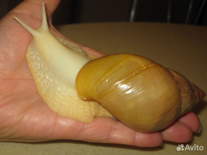 Улитки Ахатины бесплатно