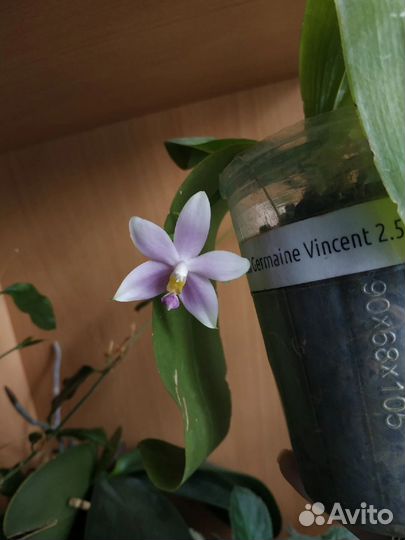 Орхидея фаленопсис