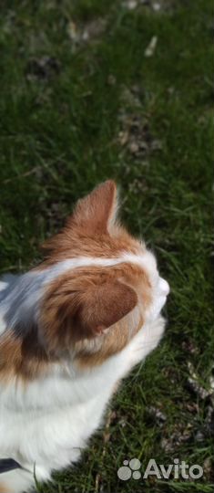 Отдаются котик и кошечка