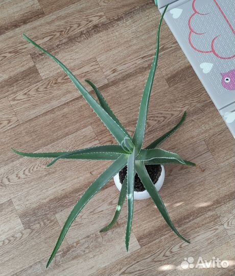 Алоэ вера растение