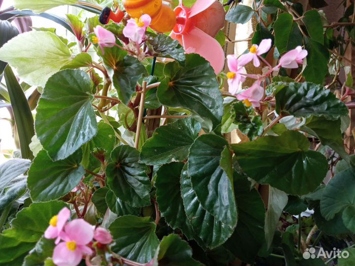 Бегония, гиппеаструм