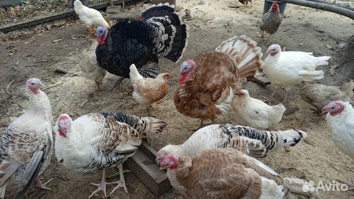 Индюки, цыплята кур