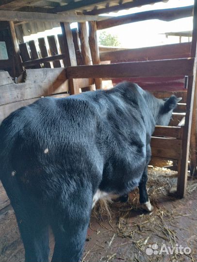 Продам бычка