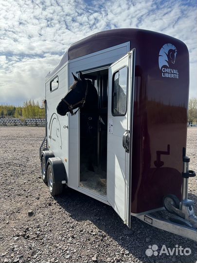 Конеперевозки, перевозка только лошадей, коневоз