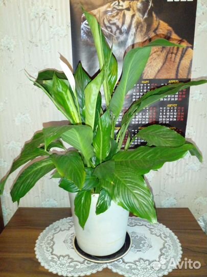 Комнатные цветы