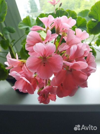 Пеларгония герань