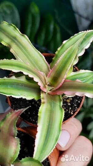 Криптантус