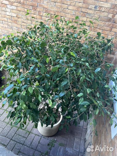 Фикус 2 метра в горшке