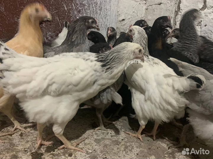 Куры Несушки