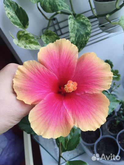 Гибискус Тиволи