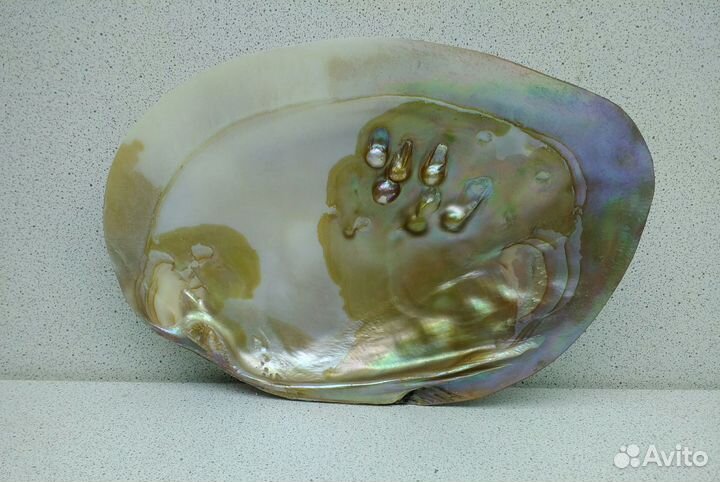 Жемчужница Куминга 17,1 морская ракушка раковина