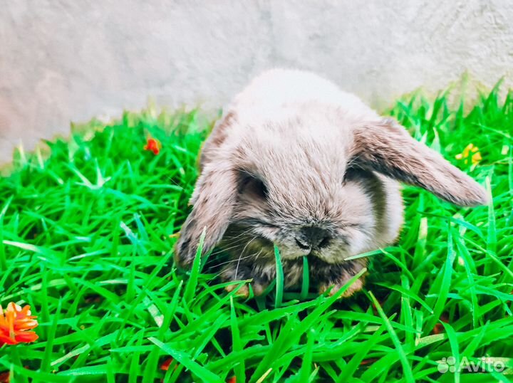 Карликовый кролик - супер мини