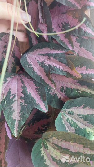 Пассифлора трехполосная