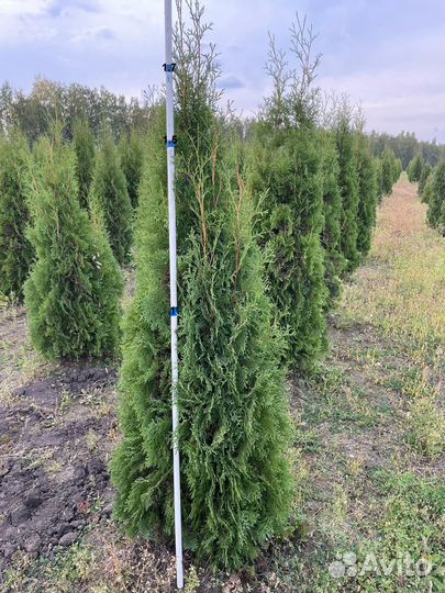 Саженцы Туи Смарагд 1,6-1,7м, (туя экстра класс)