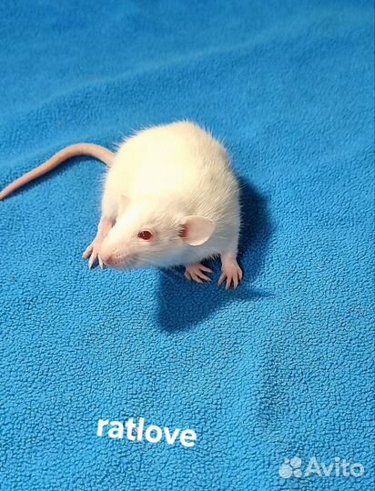 Крысята дамбо мальчики