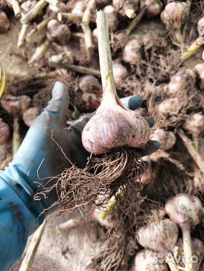 Чеснок на посадку