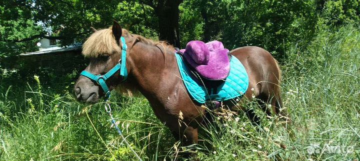 Пони на любые детские праздники