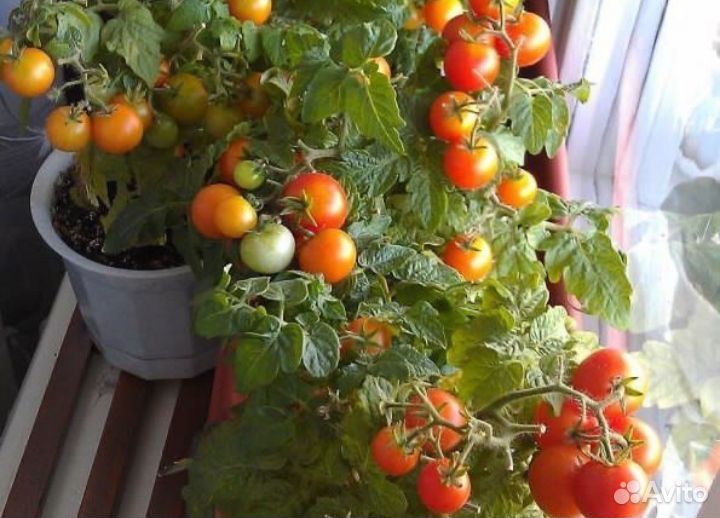 Рассада помидор