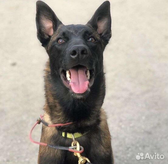 Выгул собак на время вашего отдыха и не только