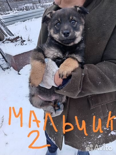 Щенки в добрые руки