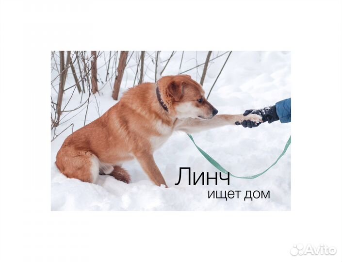Пес Линч добрый рыжик в добрые руки