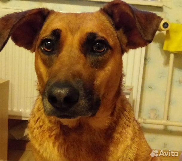 Нала, небольшая молодая собачка