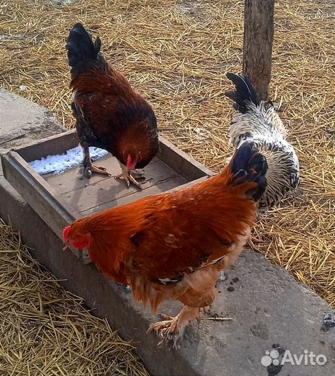 Молодые петухи